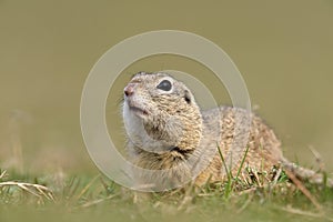 European ground squirrel on field (Spermophilus citellus)