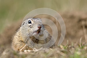 European ground squirrel on field (Spermophilus citellus)