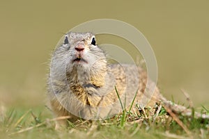 European ground squirrel on field (Spermophilus citellus)