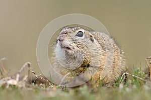 European ground squirrel on field (Spermophilus citellus)