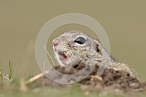 European ground squirrel on field (Spermophilus citellus)