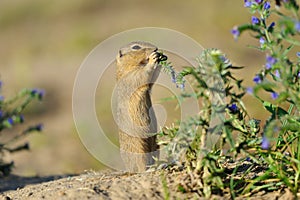 European ground squirrel in the flowers