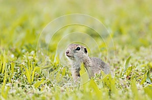 European ground squirrel in the grass