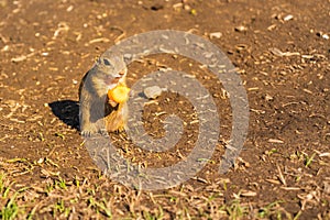 European ground squirrel in grass, Slovakia