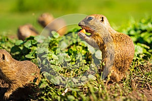 European ground squirrel in grass, Slovakia