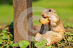 European ground squirrel in grass, Slovakia