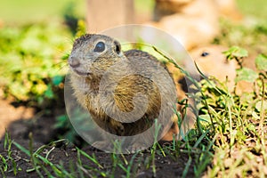 European ground squirrel in grass, Slovakia