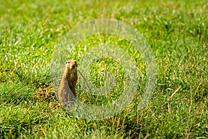 European ground squirrel in grass, Slovakia