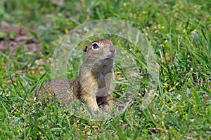 European ground squirrel. Green grass background