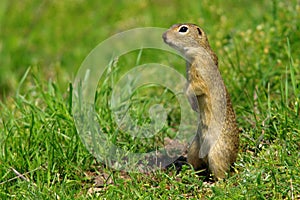European ground squirrel. Green grass background