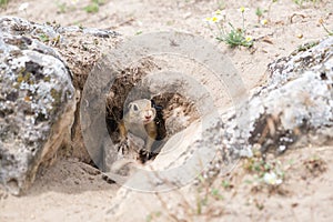 European ground squirrel looking from tunnel in the ground