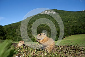 European ground squirrel, spermophilus citellus, european souslik