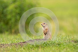 Sysel evropský, spermophilus citellus, syslík evropský