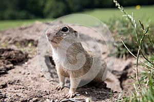 European ground squirrel munching on grass