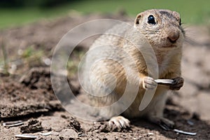 European ground squirrel munching on seeds
