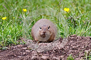 The European ground squirrel in The Muranska planina plateau