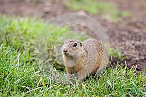 The European ground squirrel in The Muranska planina plateau