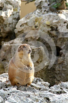 European ground squirrel