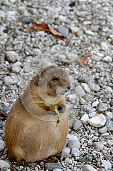 European ground squirrel