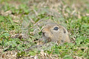 European Ground Squirrel Portrait in Springtime