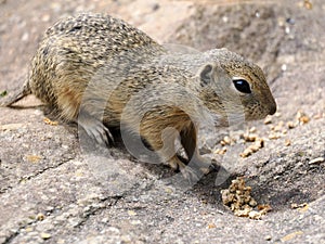 European ground squirrel on rock