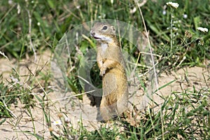 European ground squirrel / Spermophilus citellus