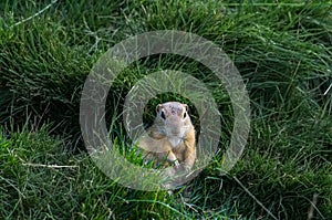 The European ground squirrel, Spermophilus citellus