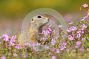 The European ground squirrel Spermophilus citellus