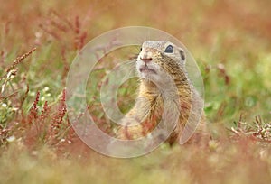 The European ground squirrel Spermophilus citellus