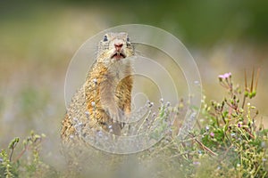 The European ground squirrel Spermophilus citellus