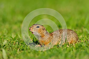 European ground squirrel (Spermophilus citellus)