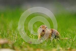 European ground squirrel (Spermophilus citellus)