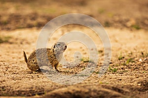 European ground squirrel (Spermophilus citellus