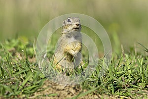 European Ground Squirrel (Spermophilus citellus)