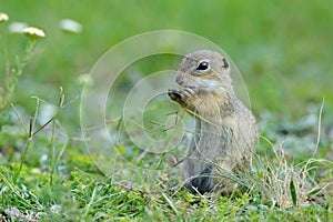 European ground squirrel (Spermophilus citellus)