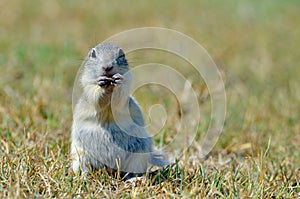 European ground squirrel (Spermophilus citellus)