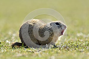 European ground squirrel (Spermophilus citellus)
