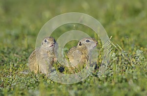 European ground squirrel (Spermophilus citellus)