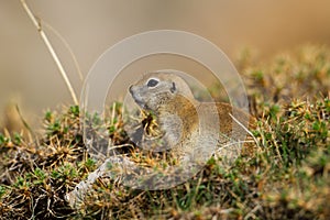 European ground squirrel (Spermophilus citellus)