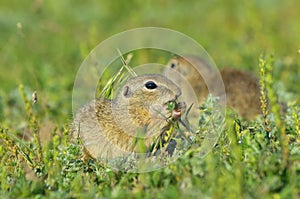 European ground squirrel (Spermophilus citellus)