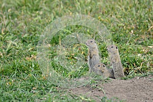 European ground squirrel (Spermophilus citellus)