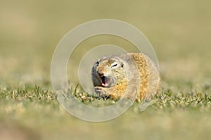 European ground squirrel (Spermophilus citellus)