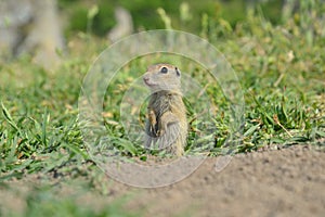 European ground squirrel (Spermophilus citellus)