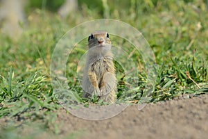 European ground squirrel (Spermophilus citellus)