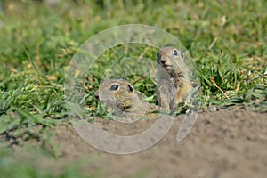 European ground squirrel (Spermophilus citellus)