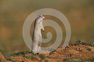 European ground squirrel (Spermophilus citellus)