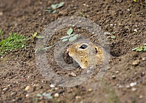 The European ground squirrel Spermophilus citellus