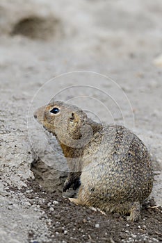 European ground squirrel Spermophilus citellus