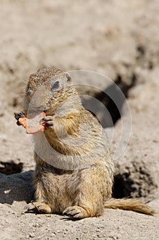 European ground squirrel Spermophilus citellus