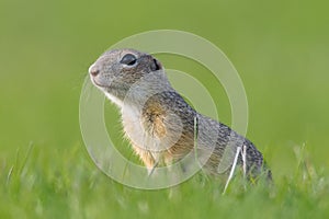 European Ground Squirrel, Spermophilus citellus